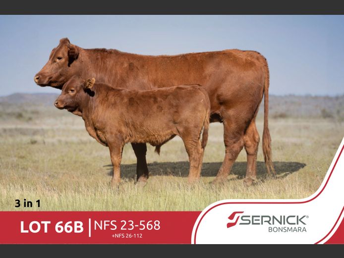 NFS 230568 | SERNICK BONSMARA STOET