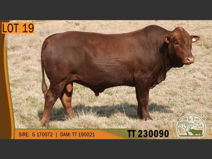 TT 230090 | S.T.R. MAINS-SHEARD