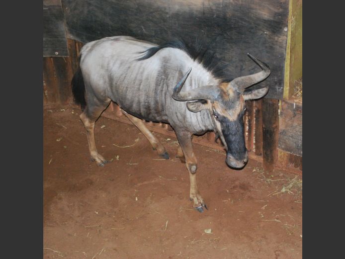 BLUE WILDEBEEST | EXCLUSIVE VET