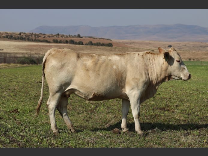 HBH 210045 | CLARK CATTLE COMPANY PTY LTD