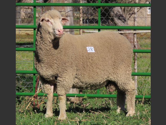 159 | Rooipoort Poenskop Merinos