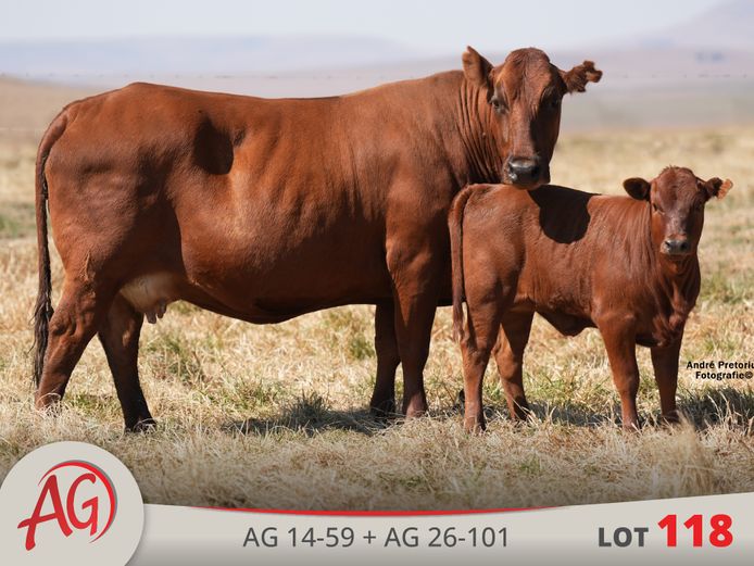 AG140059 | ARTHUR DE VILLIERS & SEUN