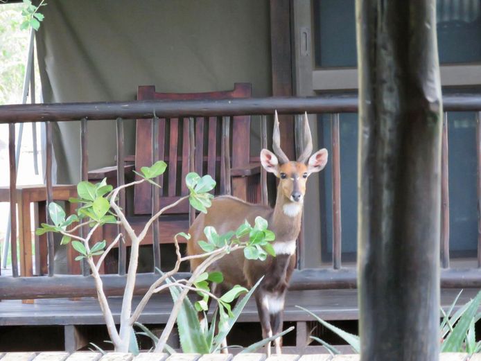 BUSHBUCK | ONDANGWA WILDLIFE