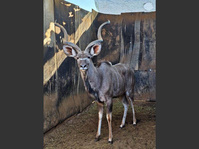 KUDU | HARLOU