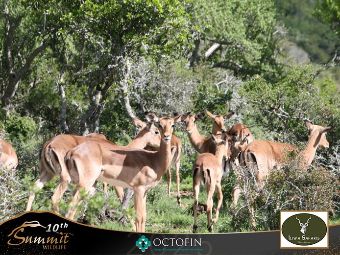 Impala Ewes