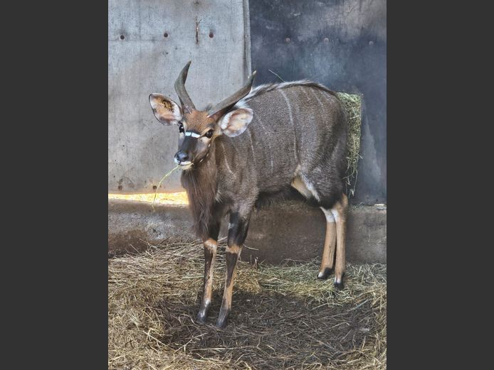 NYALA | RHINO