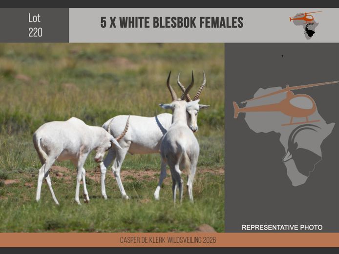 White Blesbuck 
