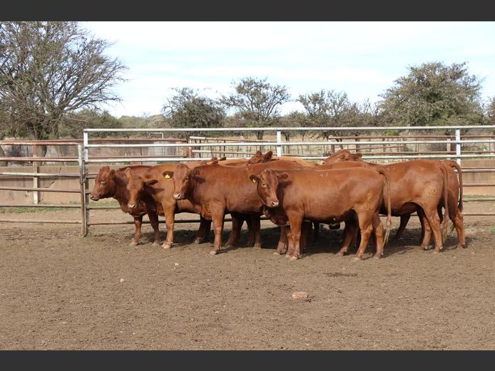 Commercial Animals | JP DU PREEZ