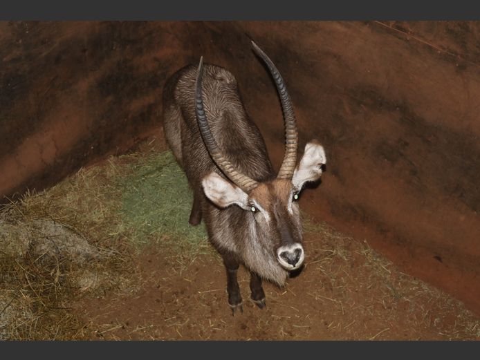 Waterbok
