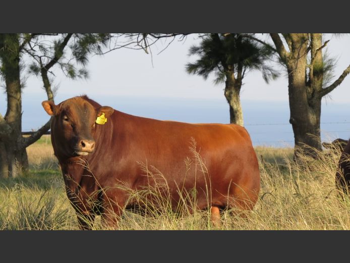 AV  230020 | BIRD ISLAND REDS