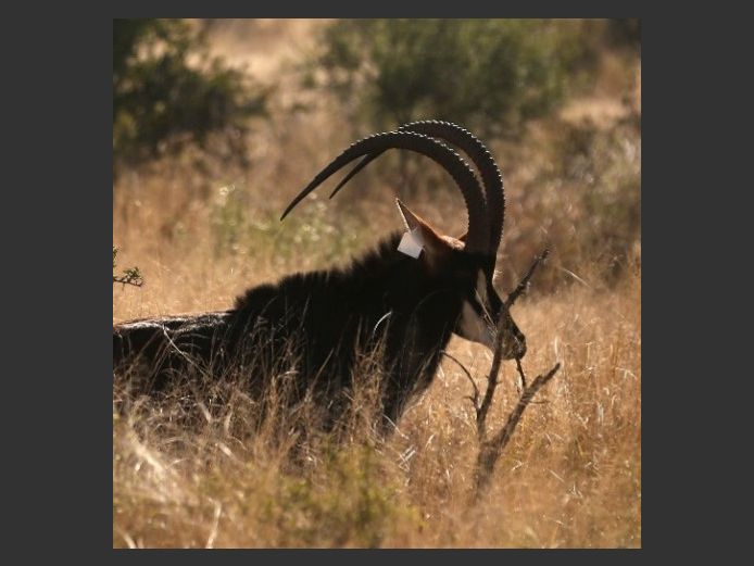 Sable Bull | Kwandwe