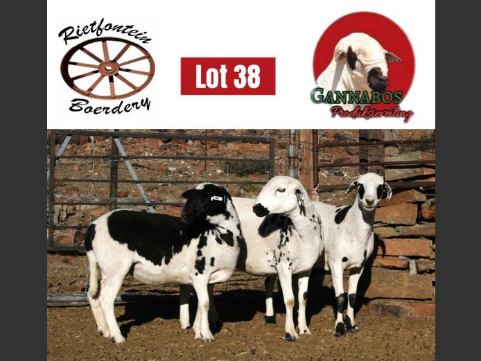 RFB24-0476 | Rietfontein Boerdery