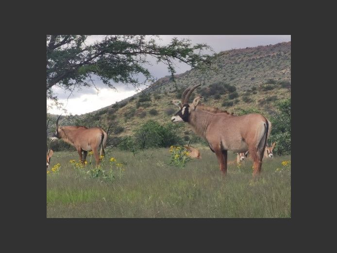 Roan Heifers | Richard Cawood