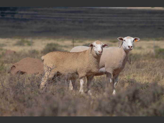 DZ 240041 | 2 STEYNS BOERDERY