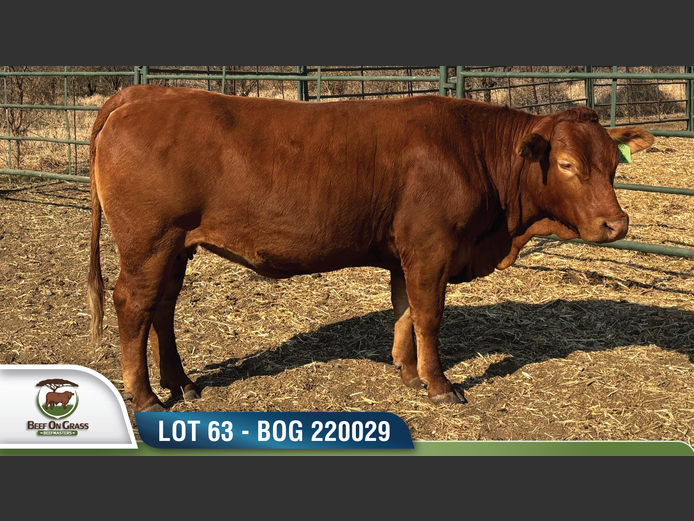 BOG 220029 | BEEF ON GRASS