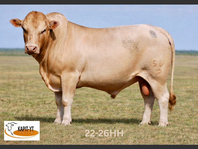 22-0026HH | KAPIT-YT TULIS