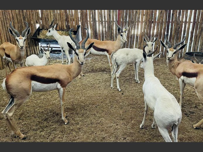 Kalahari Springbok ramme