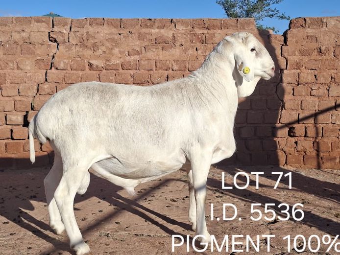 5536 | FRANCOIS VAN RENSBURG