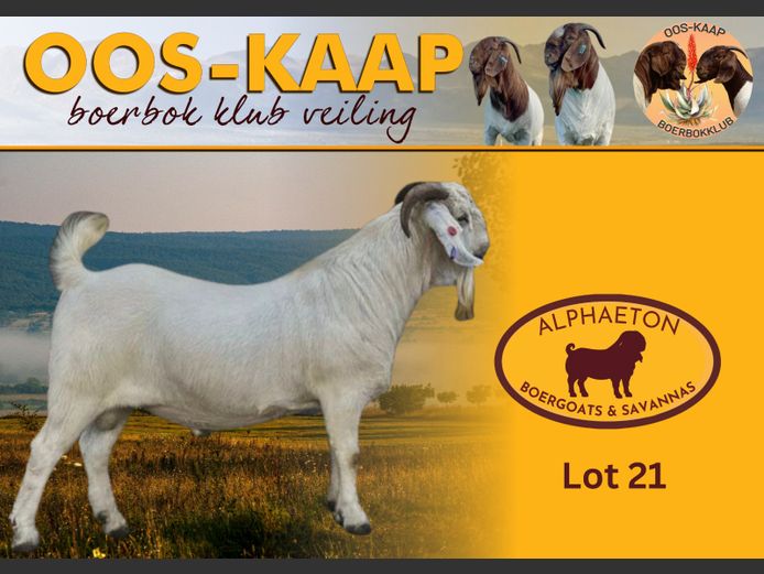 24-118 | Alphaeton Boergoats and Savannas