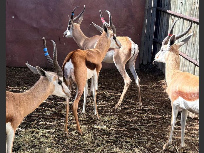 Damara Springbok Ram