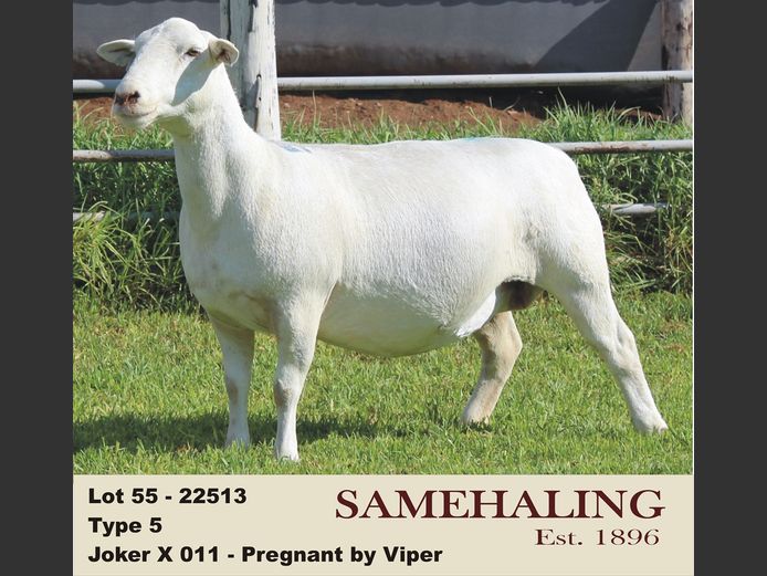 22513-331 | SAMEHALING  WIT DORPERS