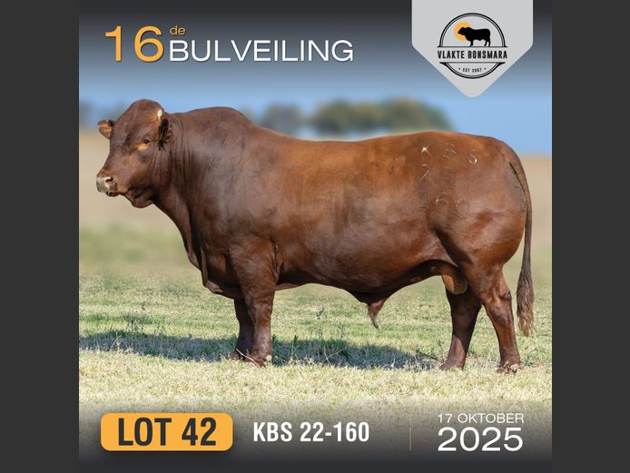 KBS 220160 | KAMEELDORING BONSMARA