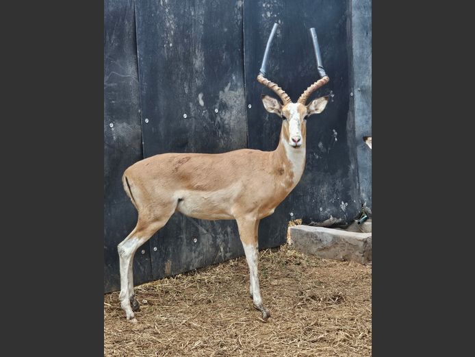 WHITE FLANKED IMPALA | VALLEY VIEW