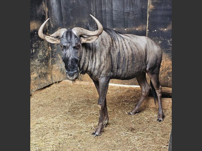 BLUE WILDEBEEST | GNG PROJECTS