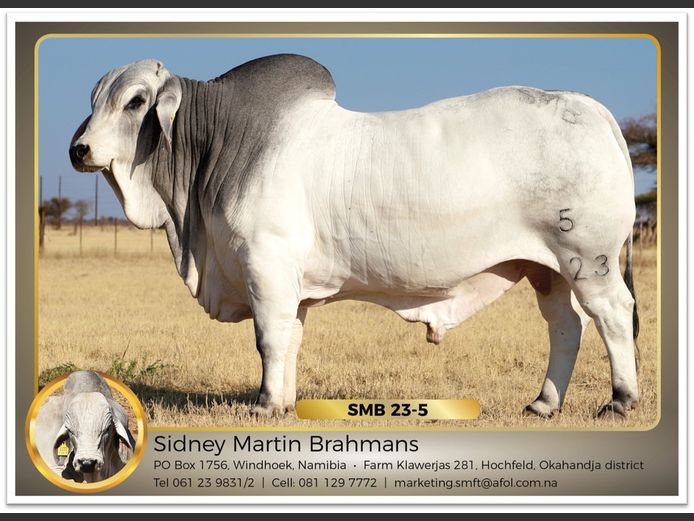 22-0005SMB | MARTIN BRAHMAN