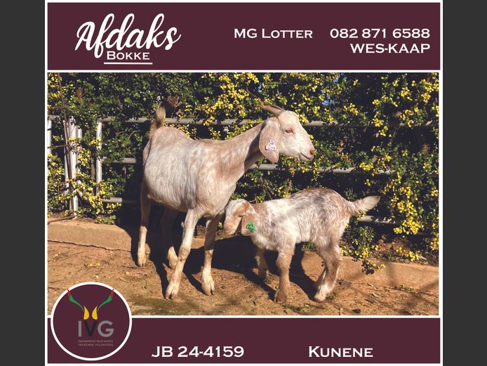 JB 24 - 4159 | Afdaks Bokke, Mg Lotter -SA Goat Genetics
