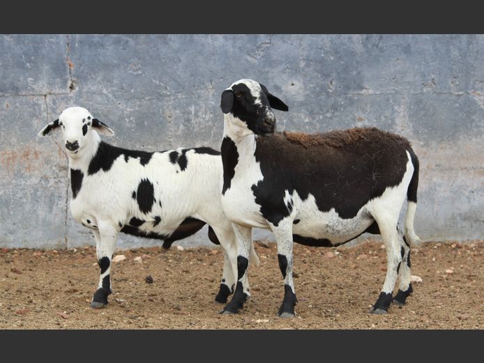 CRL 20.320 | Riaan Liebenberg - Hanri Meatmasters, Upington