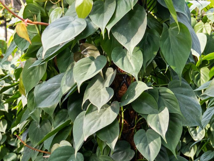 Philodendron scandens moss pole 90cm/25cm