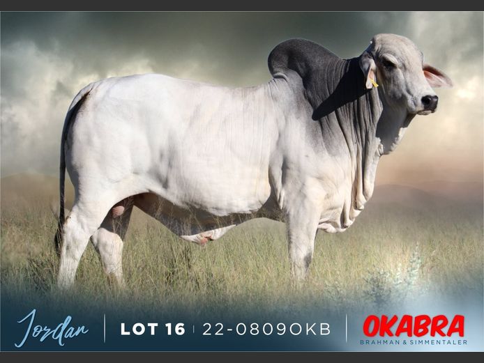 22-0809OKB | OKABRA BRAHMAN

