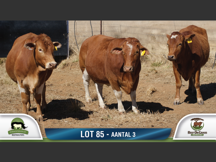 Commercial Animls | RHENOSTERVALLEI & BEEF ON GRASS