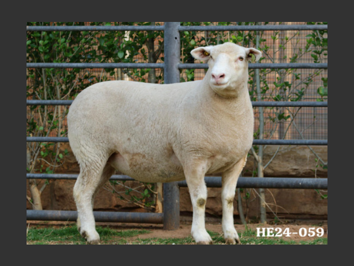 HE240059 | EKSTEENS HATARI