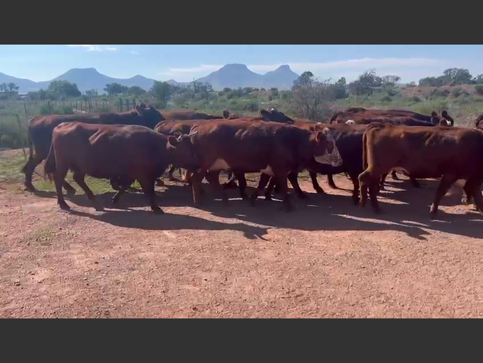 Weaners | Van Heer Boerdery (Tarka)