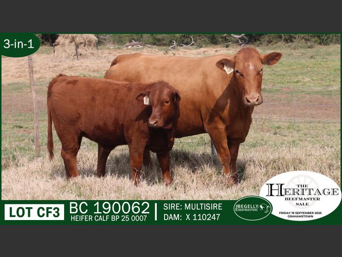 Commercial Animals | Begelly Beefmasters