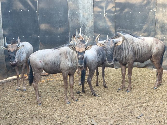 BLOUWILDEBEES | 3 SOUTH GROUP