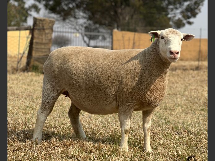 Commercial Ewes | JOHANRI DORMERS