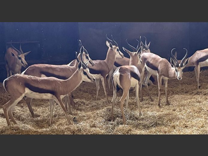 Springbok Ramme