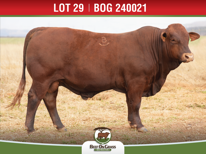 BOG 240021 | BEEF ON GRASS PTY LTD