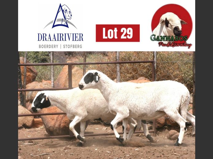 NS24-284 | Draairivier Boerdery