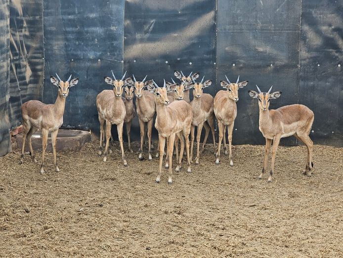 IMPALA | SKUINSHOEK