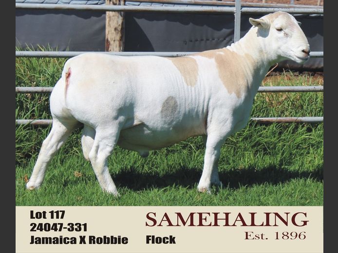 SAMEHALING WIT DORPERS | 24047