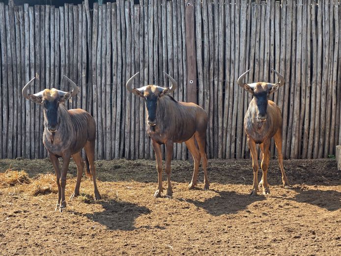 BLOUWILDEBEES | REA LORA