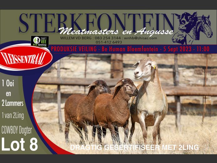 Ewes | Sterkfontein Meatmasters