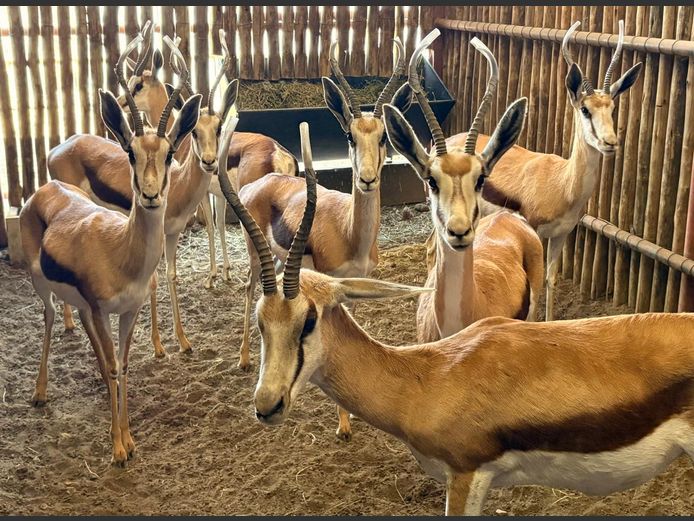 Kalahari Springbok Ooie