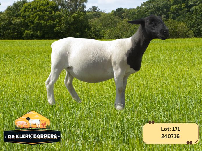 240716 | DE KLERK DORPERS