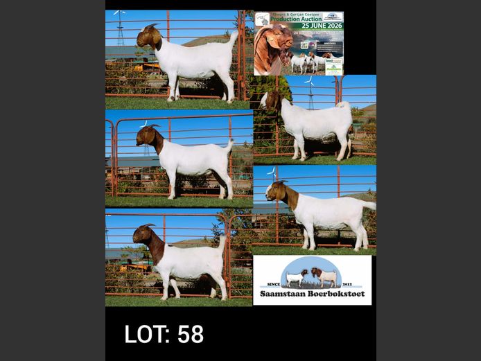 24-0148SBS | 24-0066SBS | 24-0054SBS | 24-0144SBS | 23-0108SBS | SAAMSTAAN BOERBOKSTOET