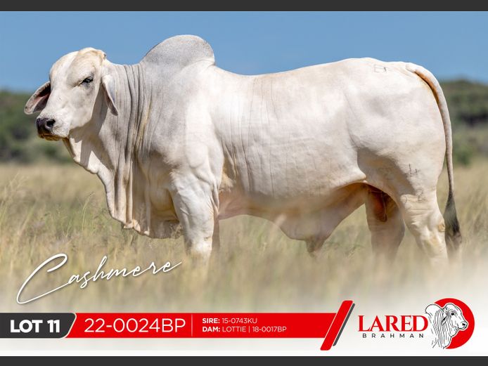 22-0024BP | LARED BRAHMAN